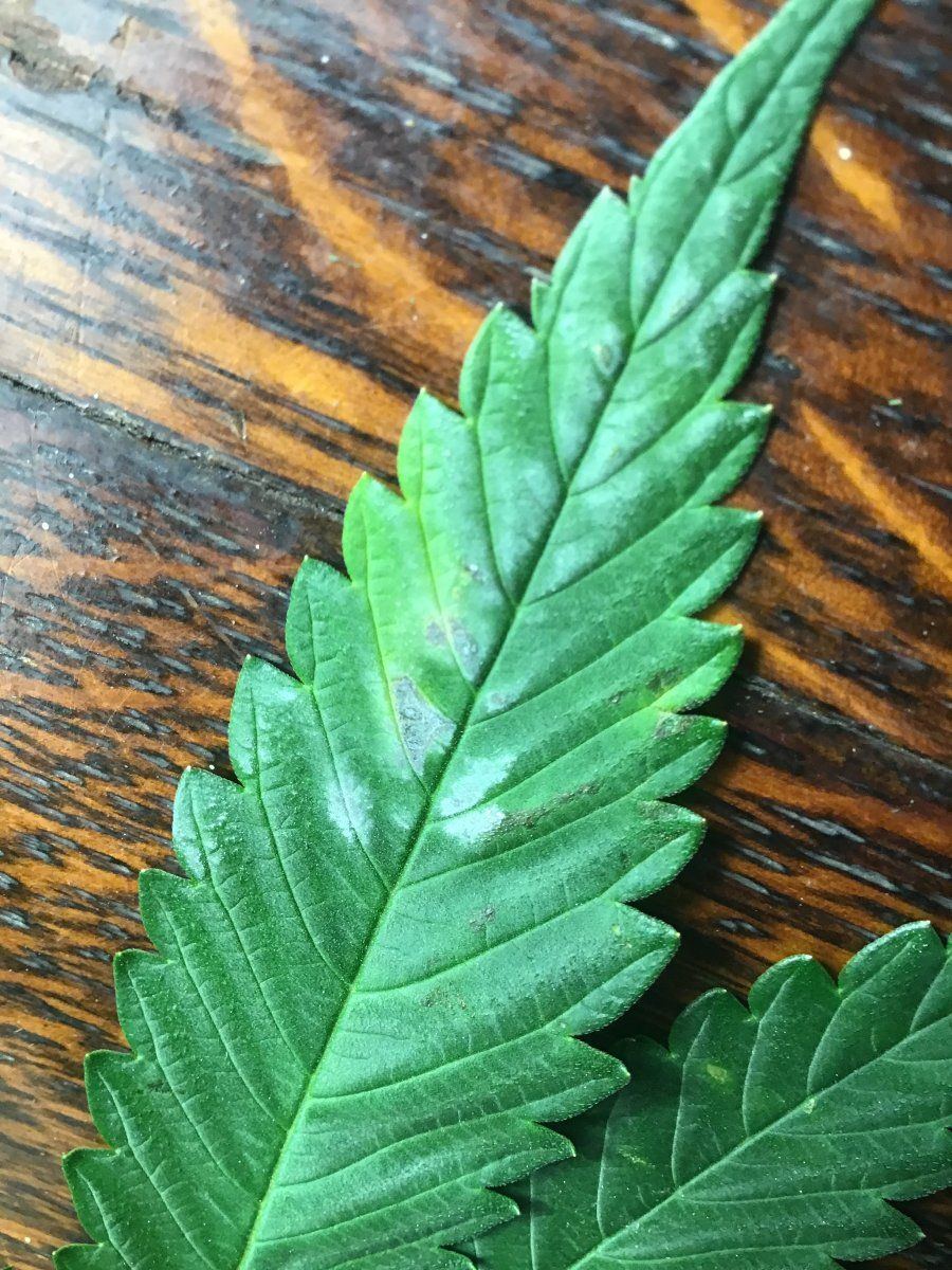 Is this powdery mildew or not 3