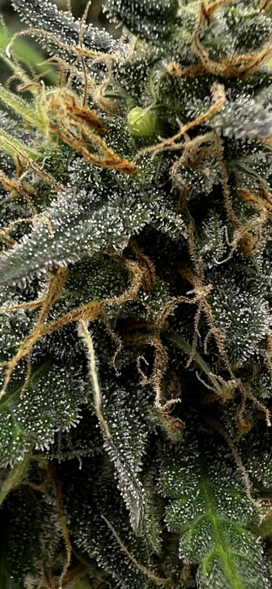 Is this ready for harvest 2