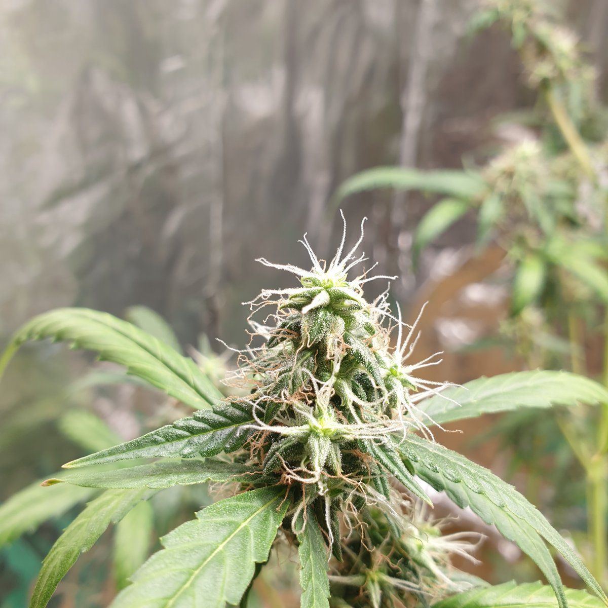 Is this ready for harvest  the best photo that i could take 4