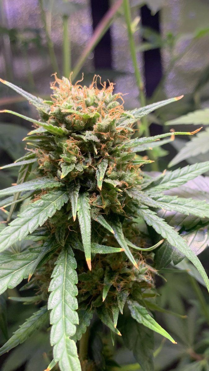 Is this ready to be chopped down  autoflower 2