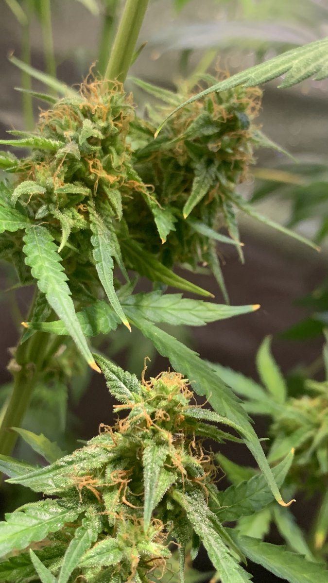 Is this ready to be chopped down  autoflower 3