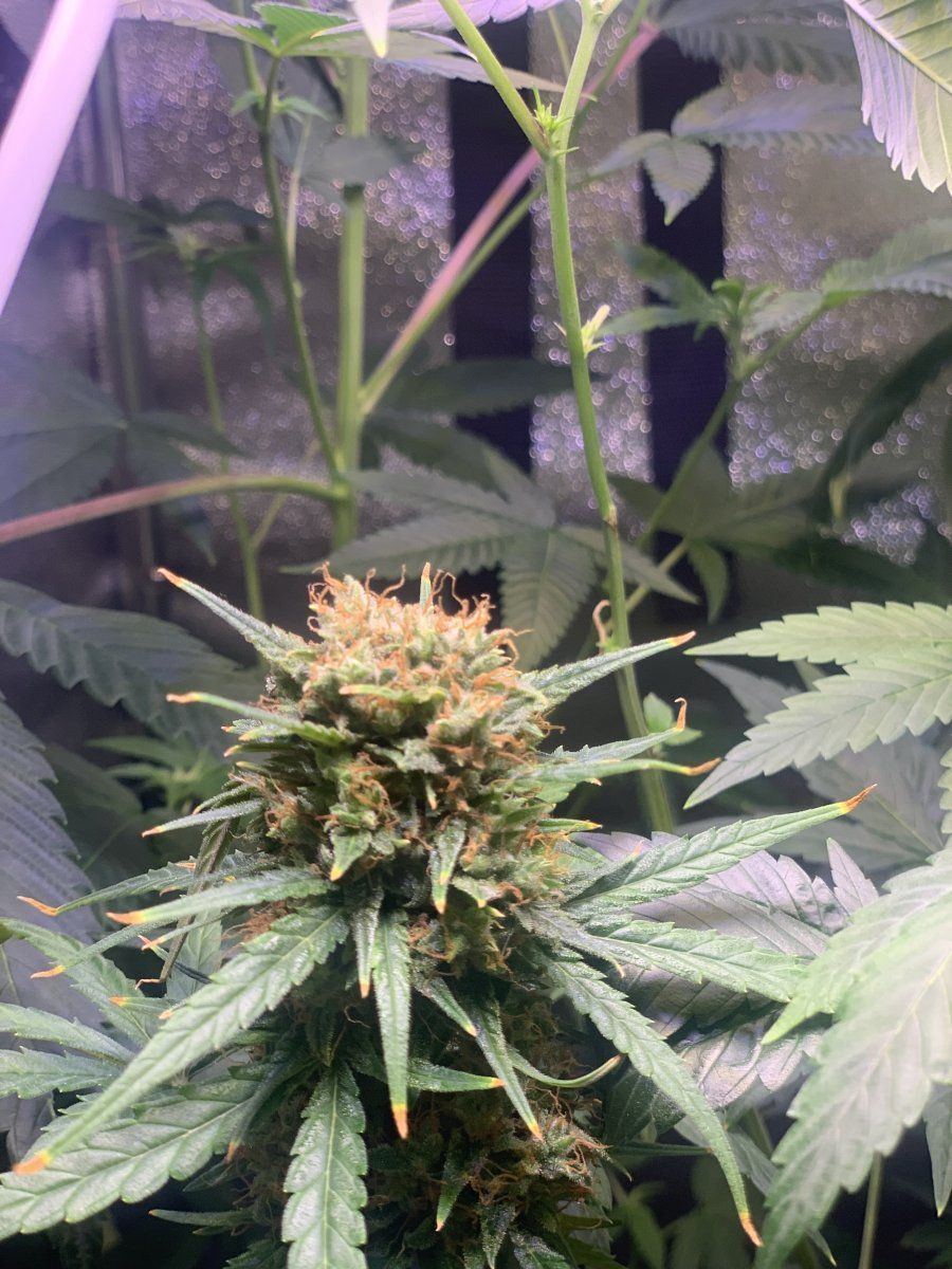 Is this ready to be chopped down  autoflower
