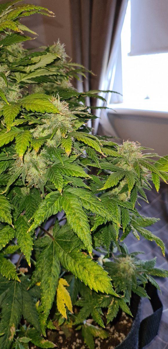 Is this ready to harvest 4