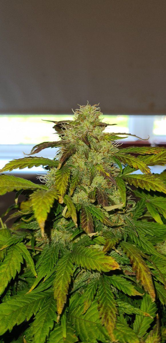 Is this ready to harvest