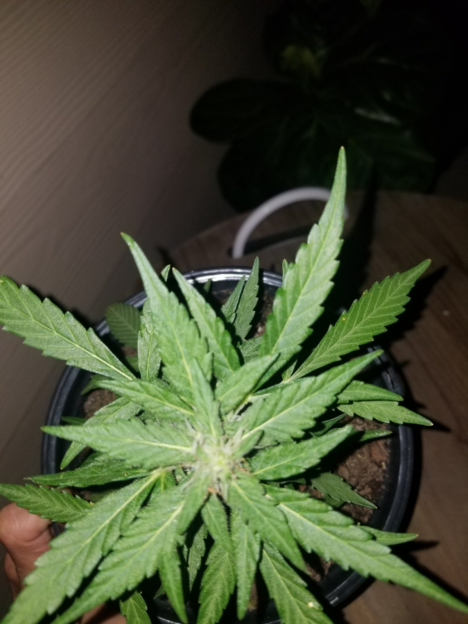 Is this right for 2 3 wks flower 3