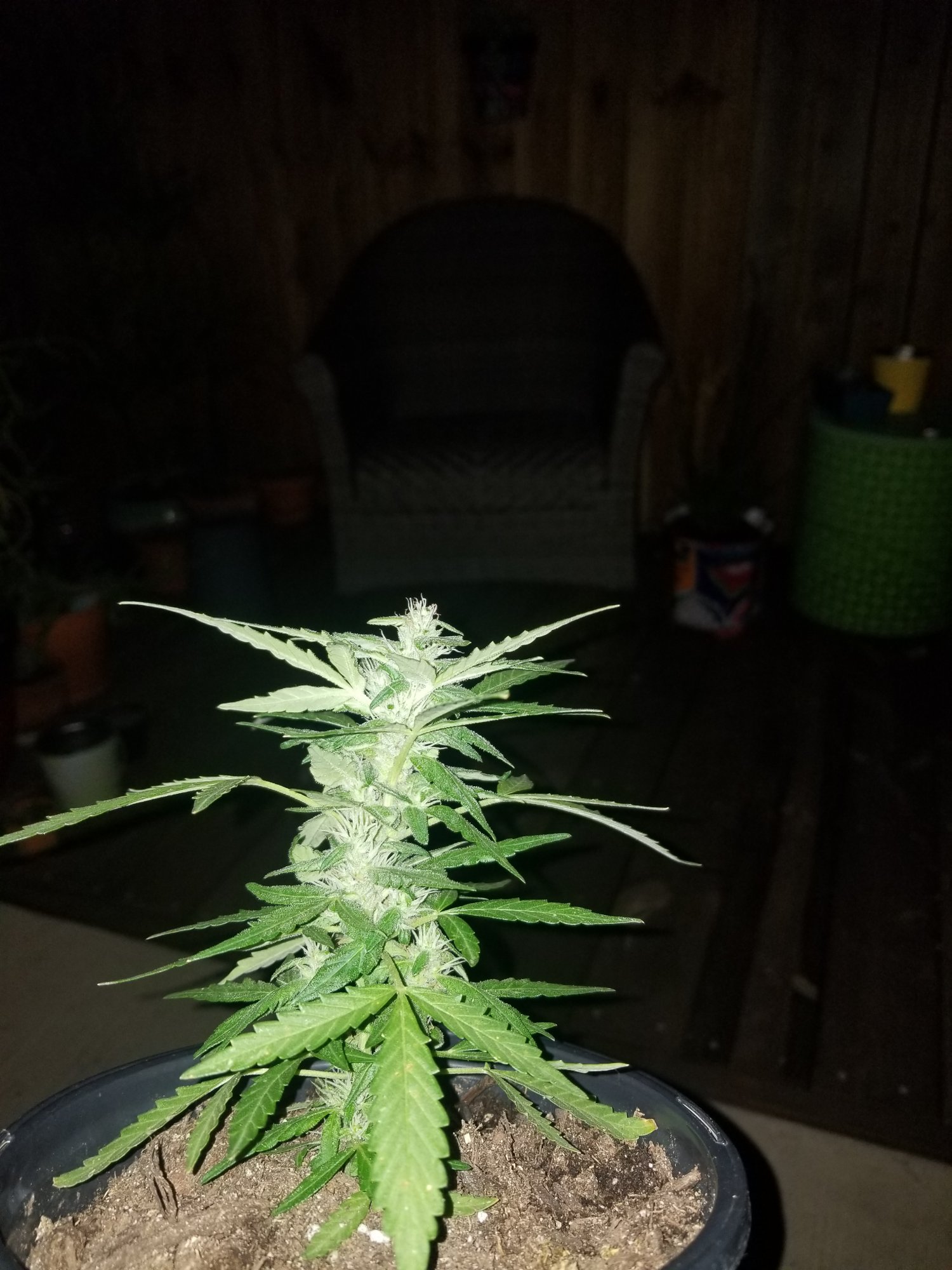 Is this right for 2 3 wks flower 5