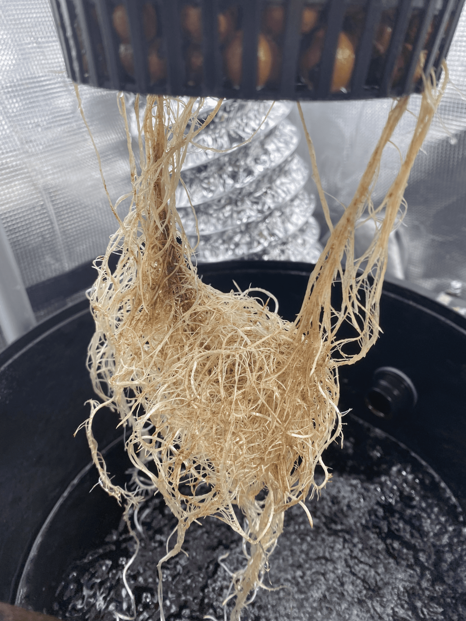 Is this root rot or stained from nutes hydrogrow