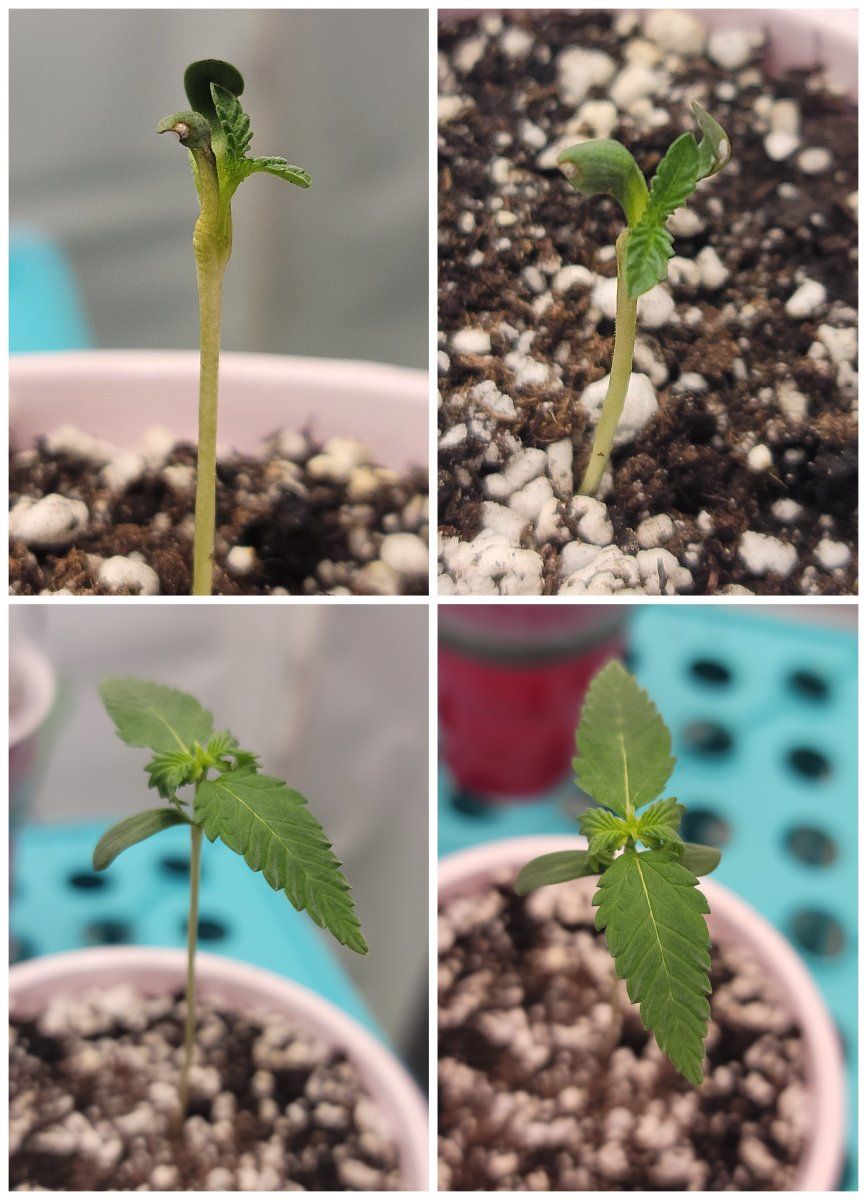 Is this seedling ok first grow