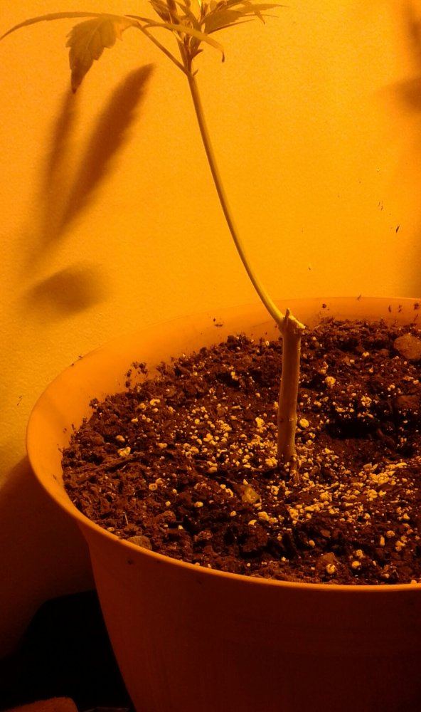 Is this stem or root rot  how can i get rid of it fast and cheap  will my autoflowers survive 10
