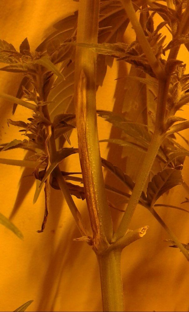 Is this stem or root rot  how can i get rid of it fast and cheap  will my autoflowers survive 2
