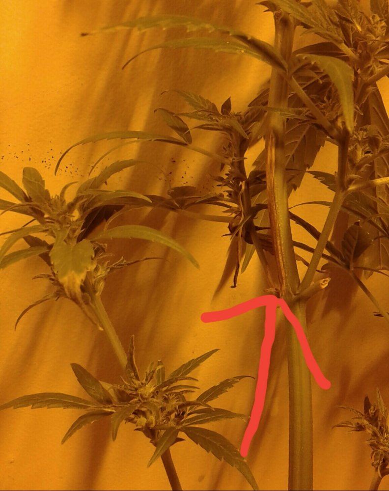 Is this stem or root rot  how can i get rid of it fast and cheap  will my autoflowers survive 4