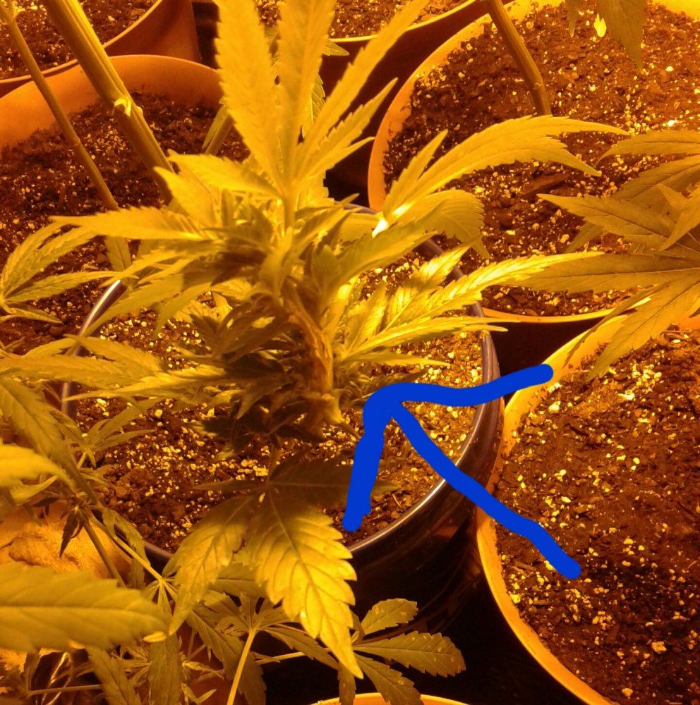 Is this stem or root rot  how can i get rid of it fast and cheap  will my autoflowers survive 6