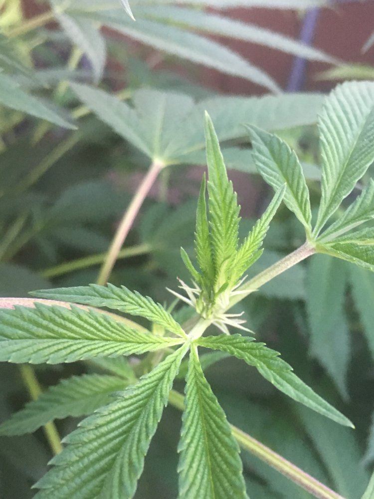 Is this the flowering stage 2