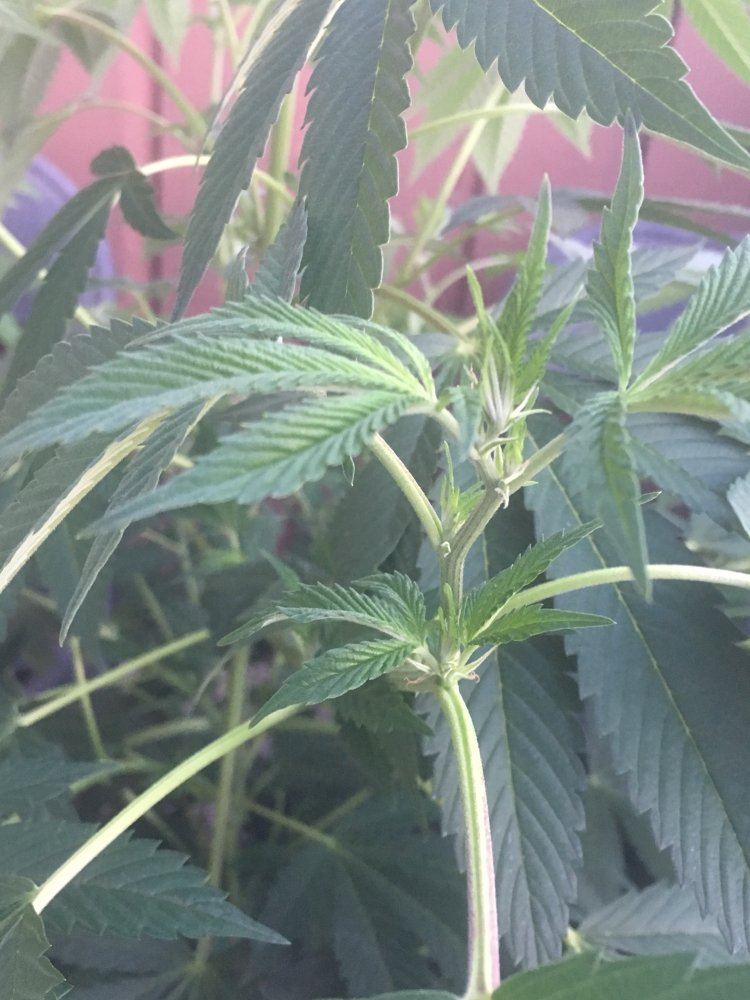 Is this the flowering stage 3