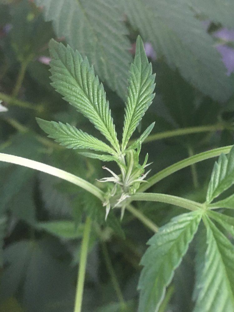 Is this the flowering stage 4