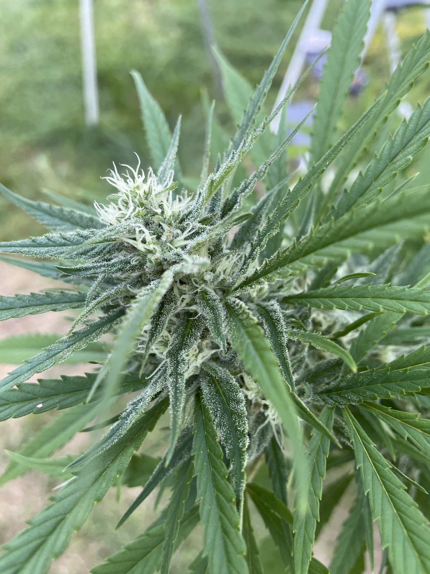 Is this the powdery mildew 3