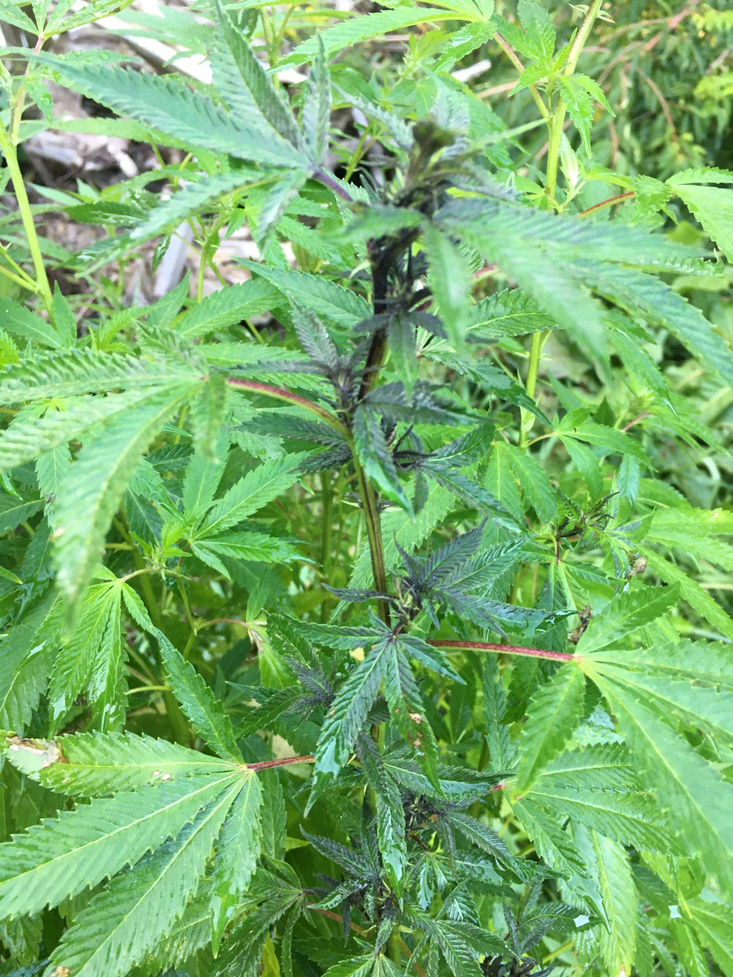 Is this the strain or a problem blackening of 1 stem in a few plants 2