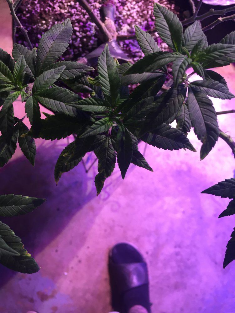 Is this tmv tobacco mosaic virus help 3