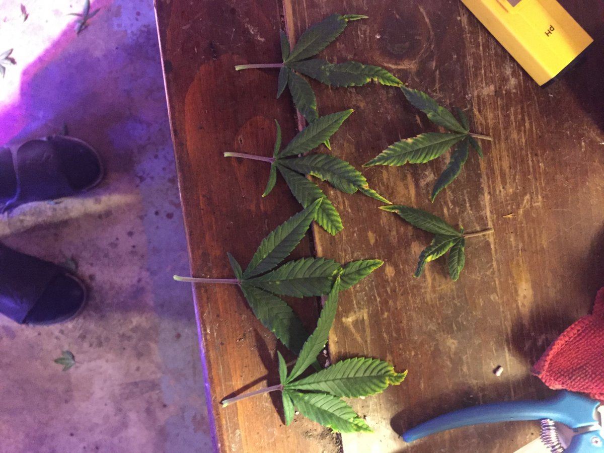 Is this tmv tobacco mosaic virus help 4