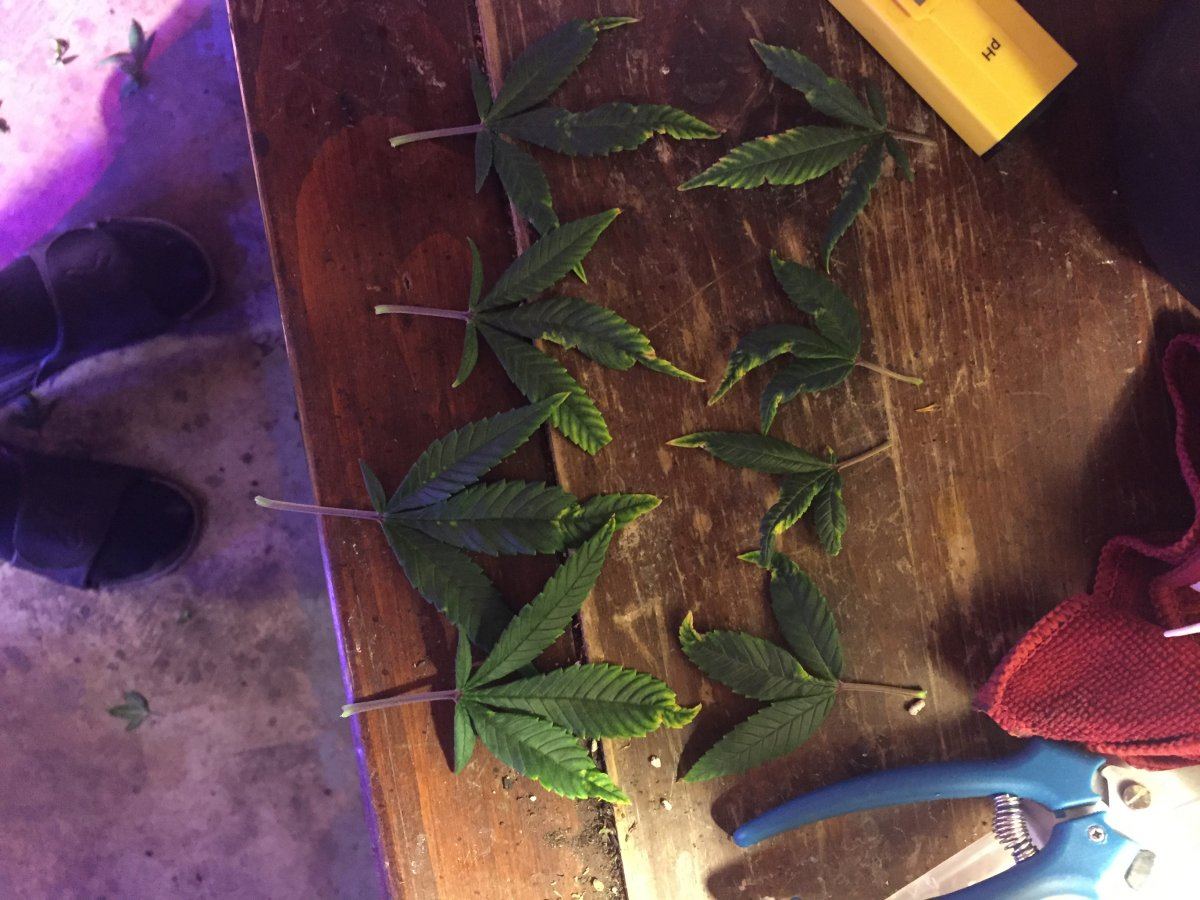 Is this tmv tobacco mosaic virus help 5