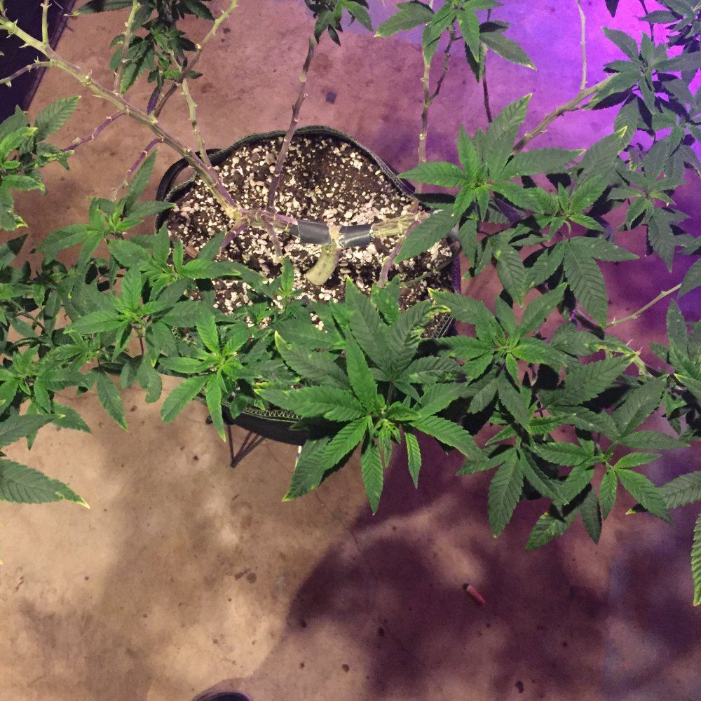 Is this tmv tobacco mosaic virus help 6
