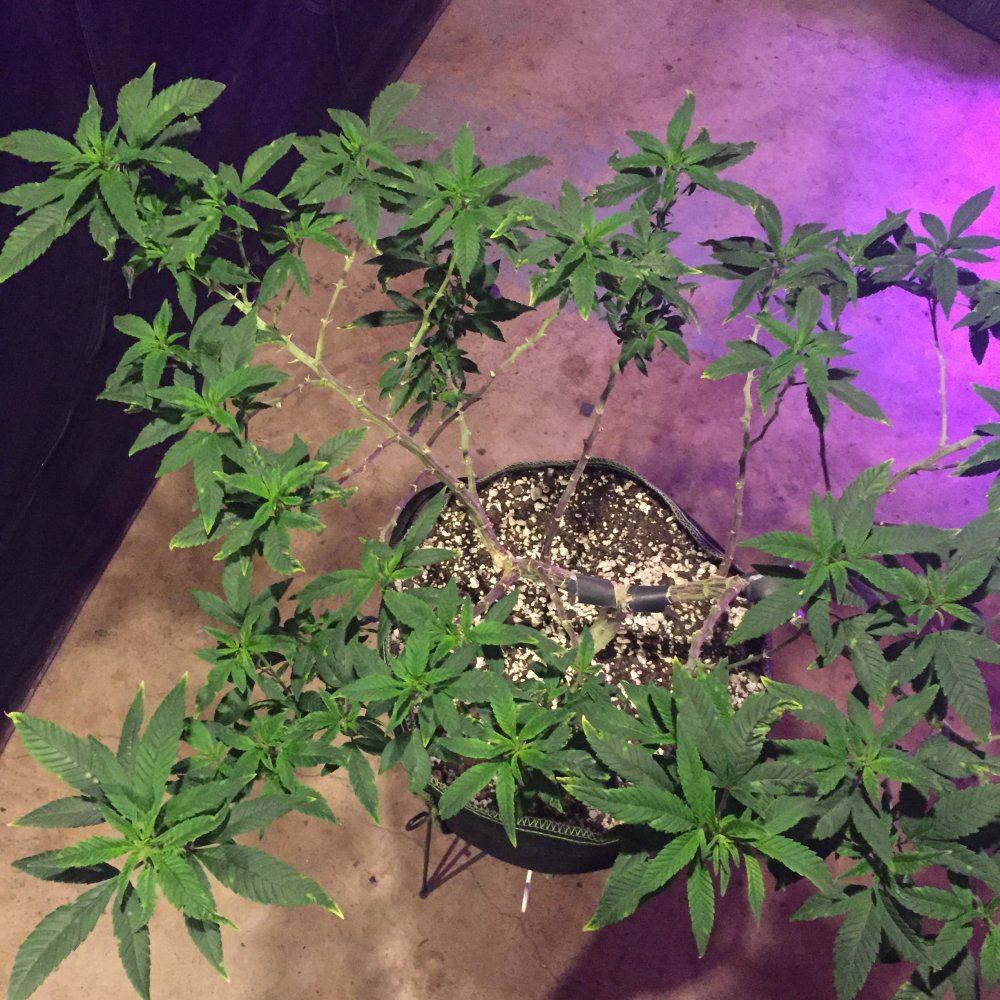 Is this tmv tobacco mosaic virus help 7