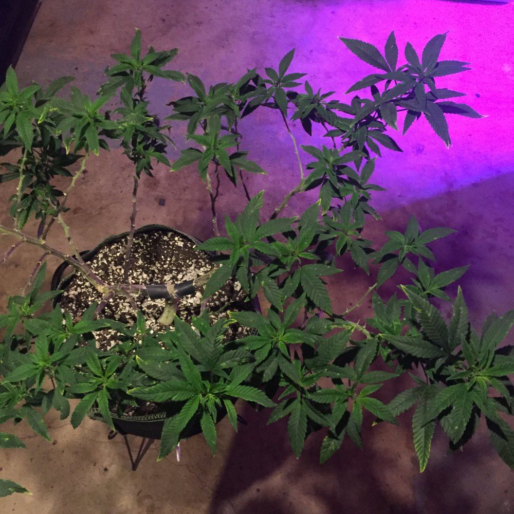 Is this tmv tobacco mosaic virus help 8