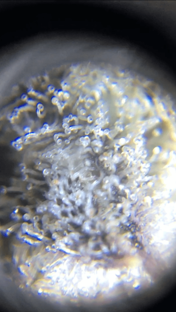 Is this trichome done 2