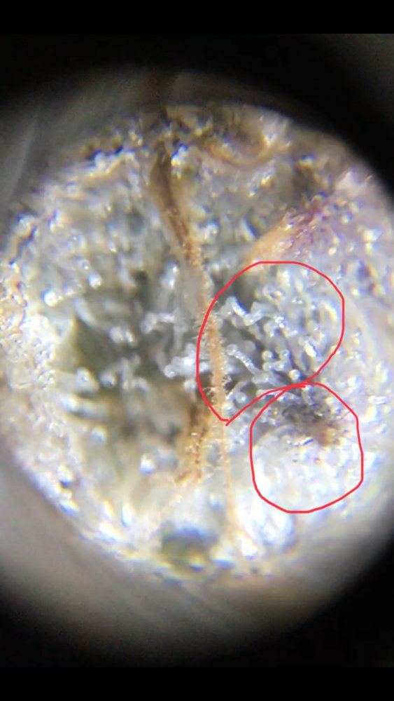 Is this trichome done