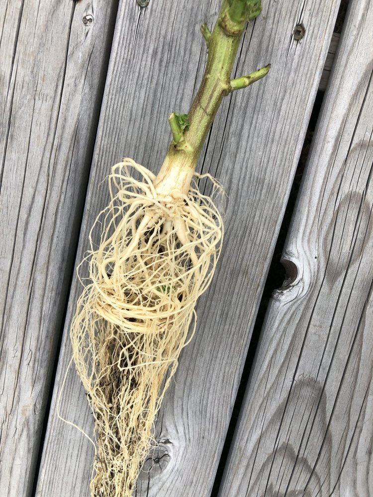 Is this what the roots are supposed to look like in soil 2