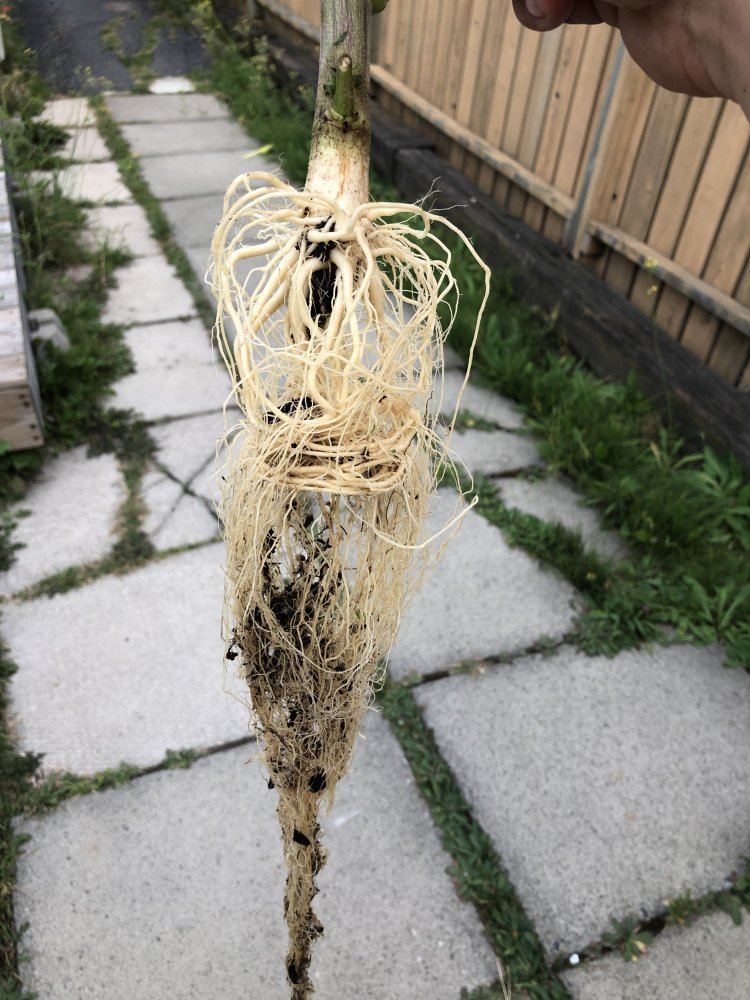 Is this what the roots are supposed to look like in soil