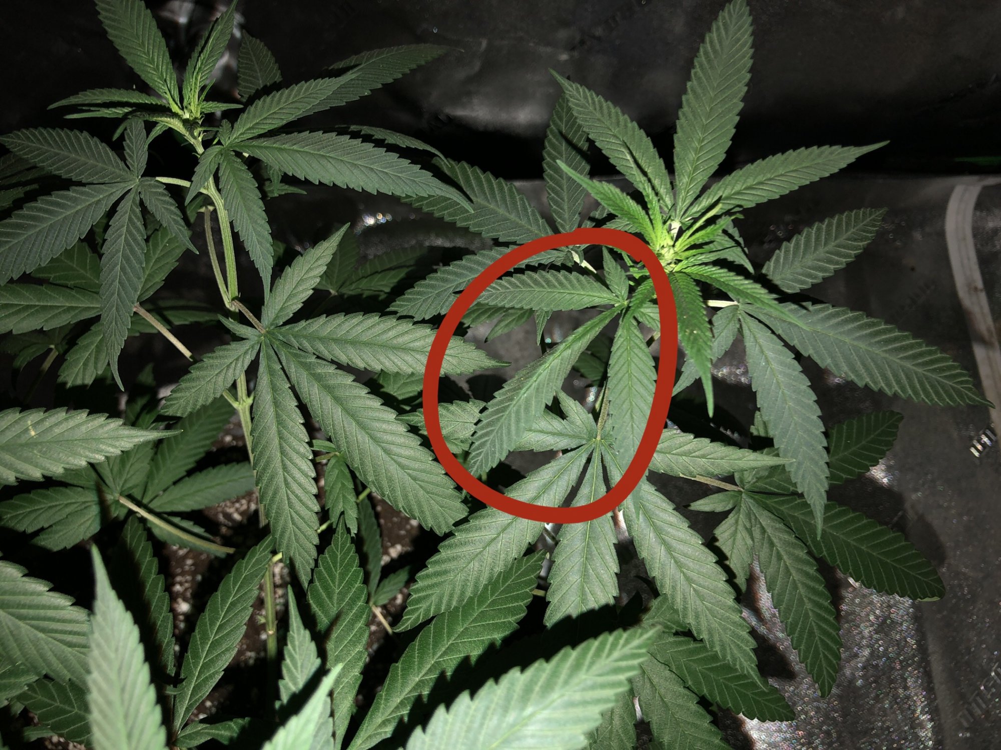 Is this windburn improper watering 3