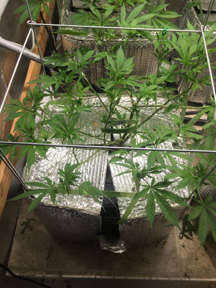 Is vegging overrated 3