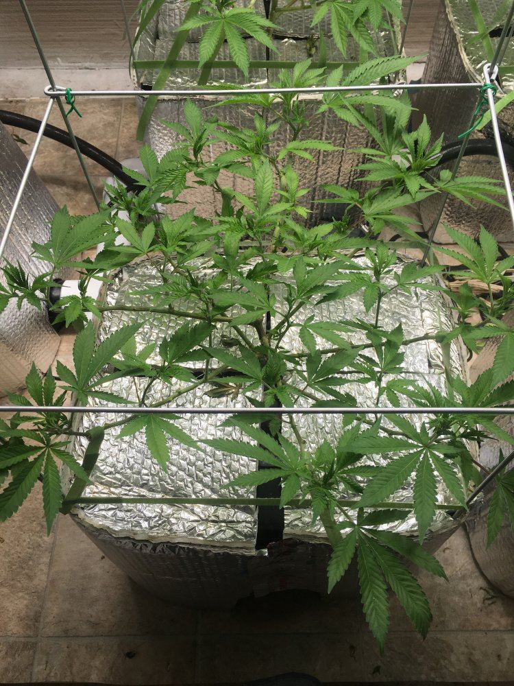 Is vegging overrated 4