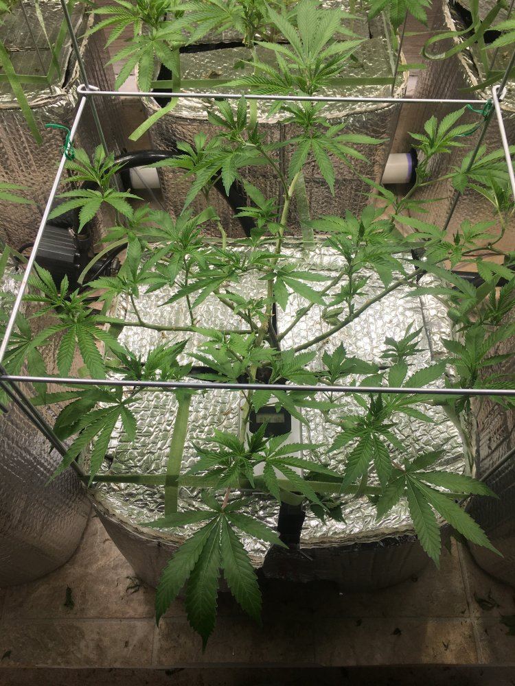 Is vegging overrated 5
