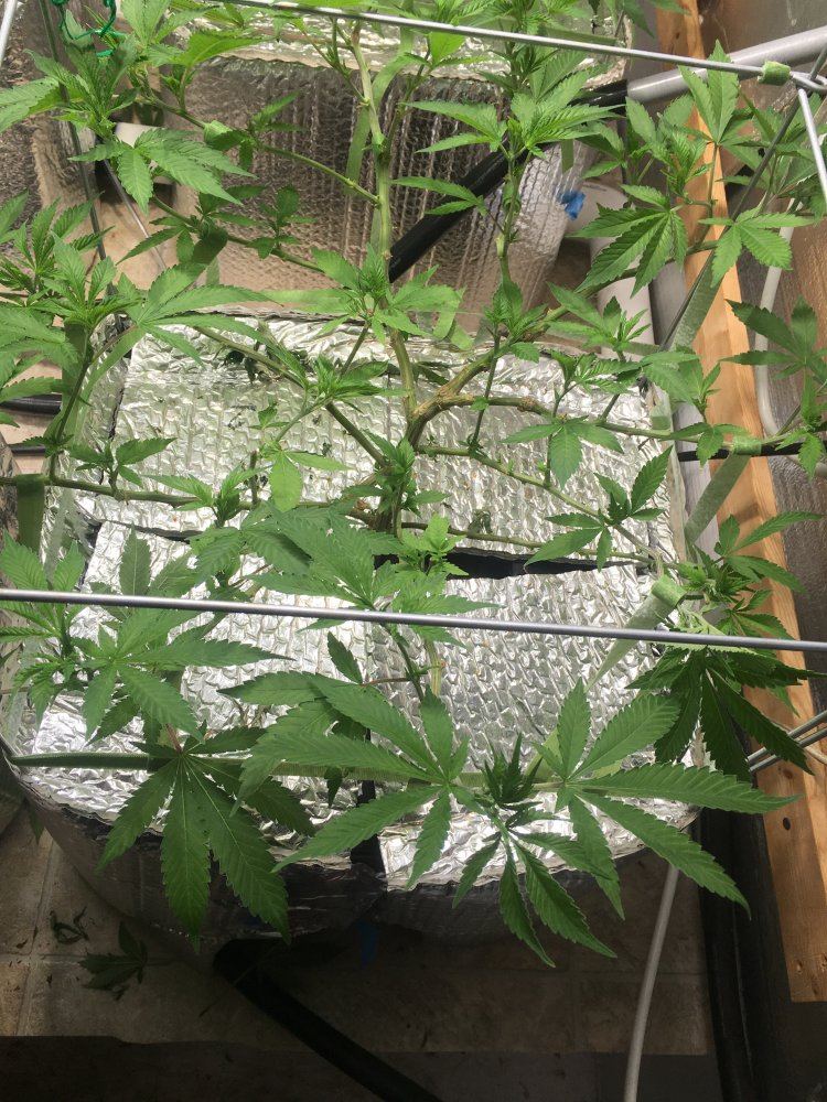 Is vegging overrated 6