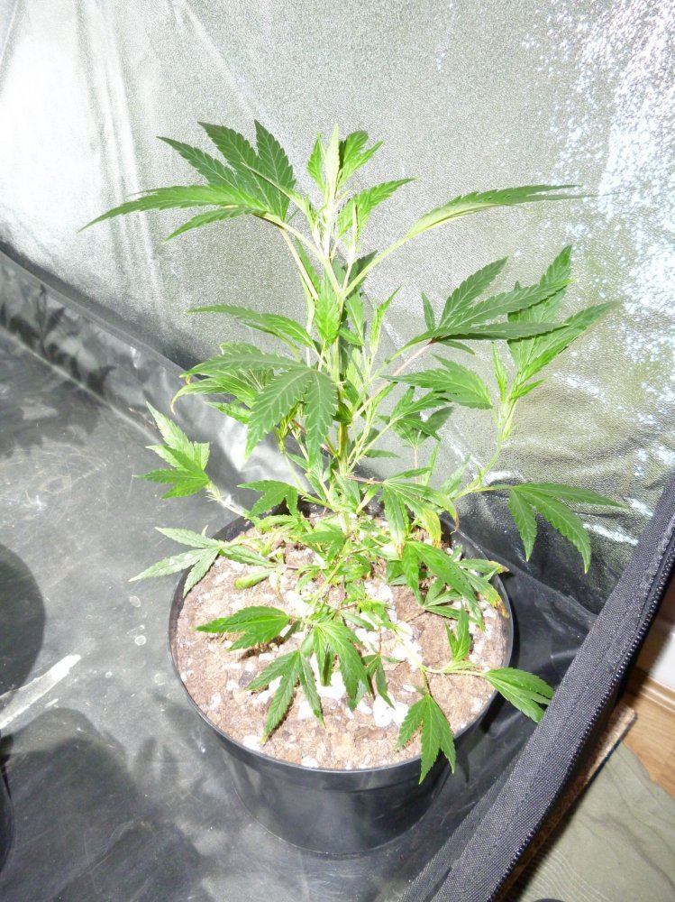 Island sweet candy1