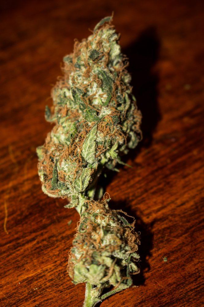 Island Sweet Skunk 1A