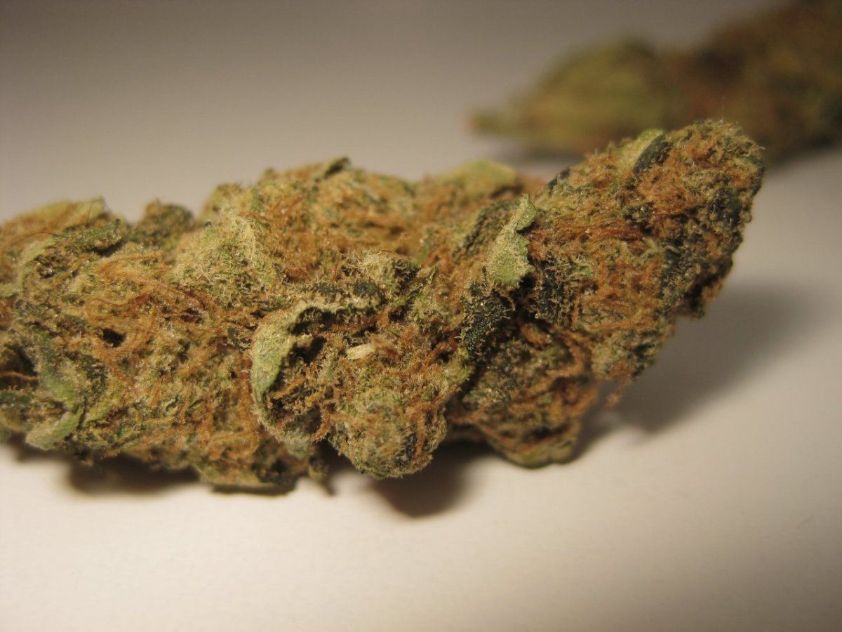 Island Sweet Skunk