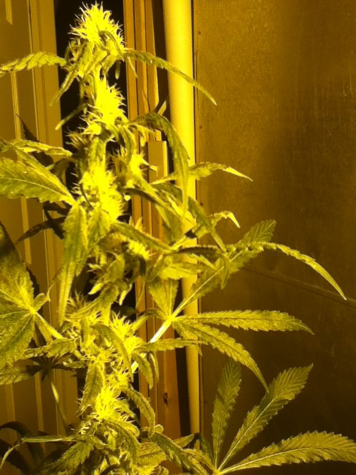 Island Sweet Skunk s1