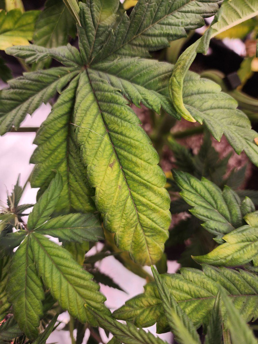Issue blackberry auto please help 4
