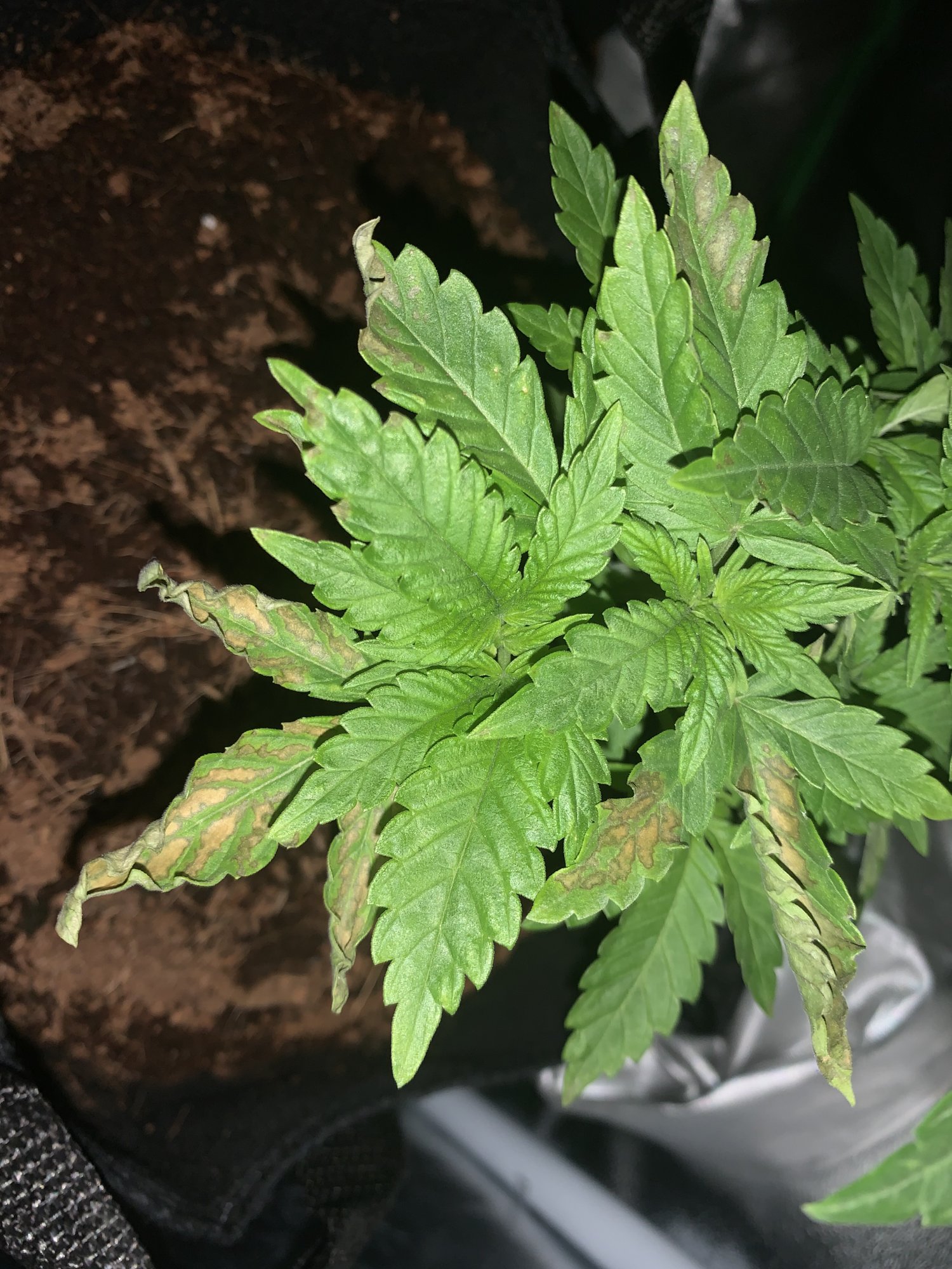 Issue with 1 out of my 6 plants