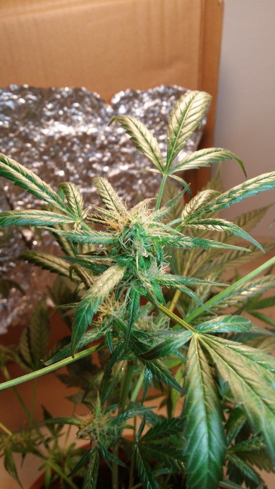 Issue with my first grow  worried and desperate 3