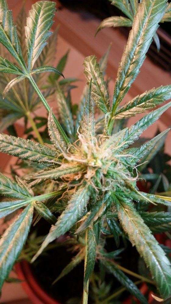 Issue with my first grow  worried and desperate