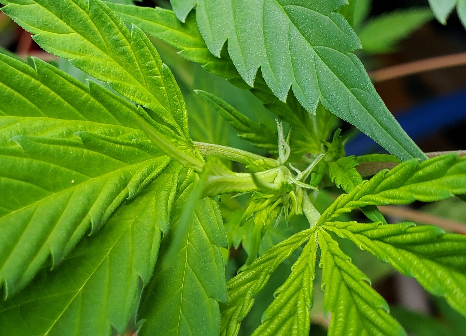 Issue with new growth 3