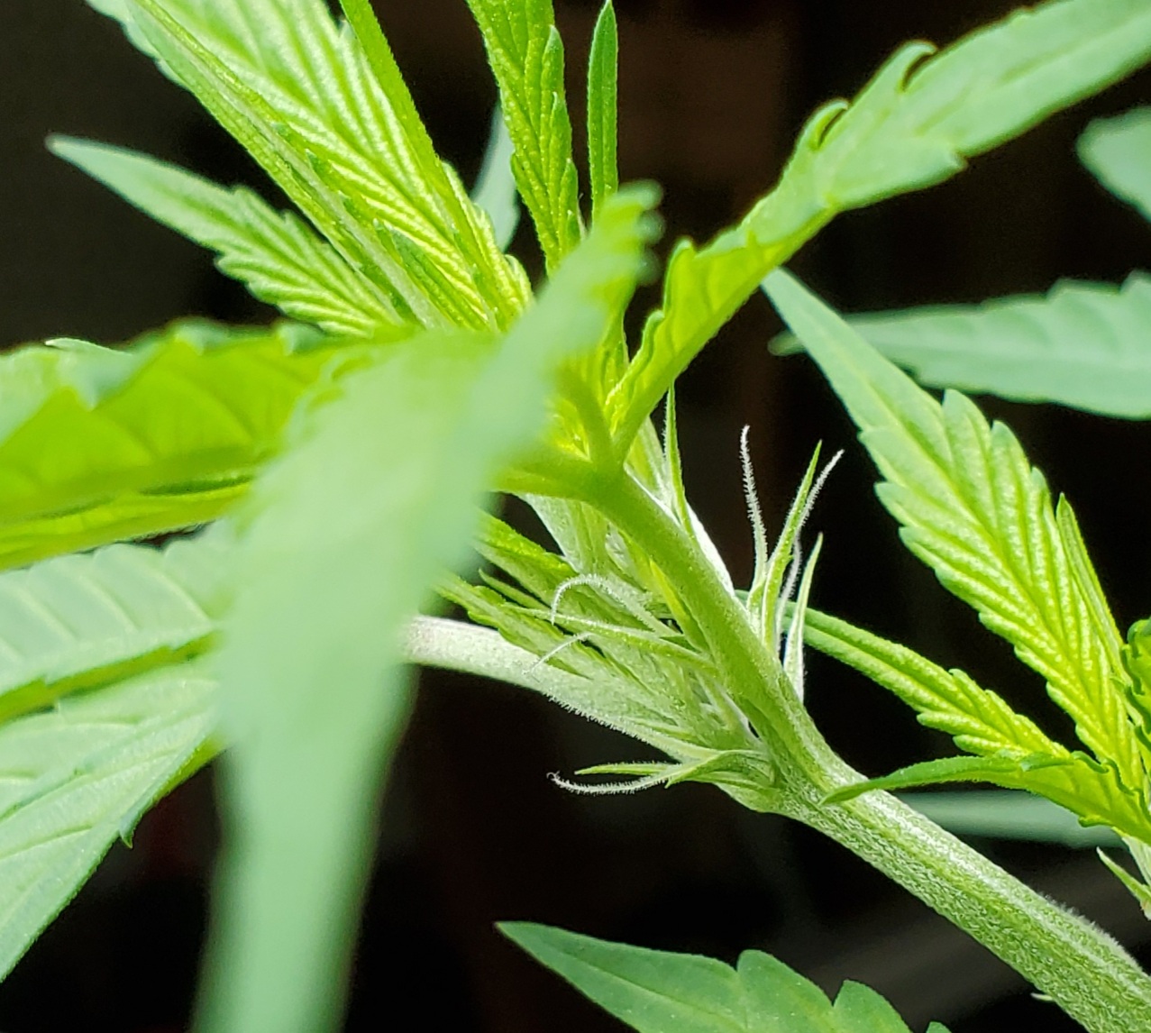 Issue with new growth 4