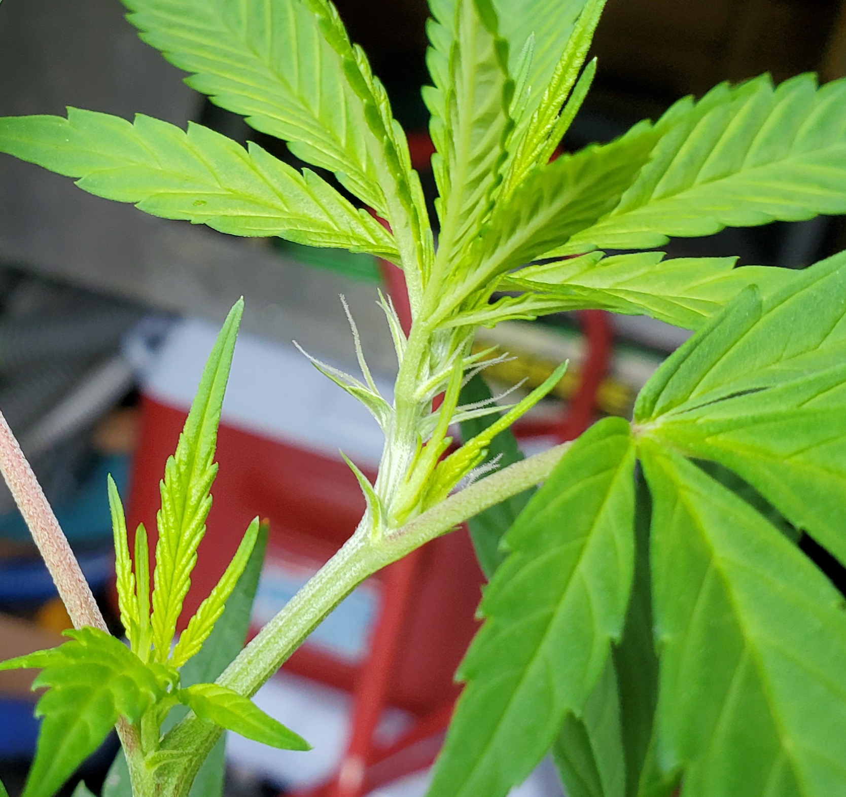 Issue with new growth 5