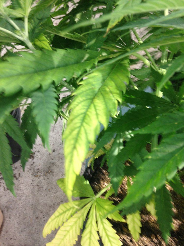 Issues with bottom leaves turning yellow 2
