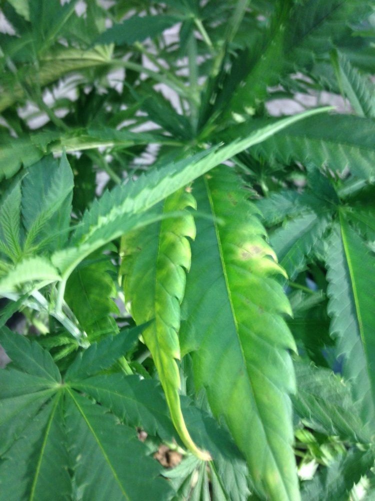 Issues with bottom leaves turning yellow 3