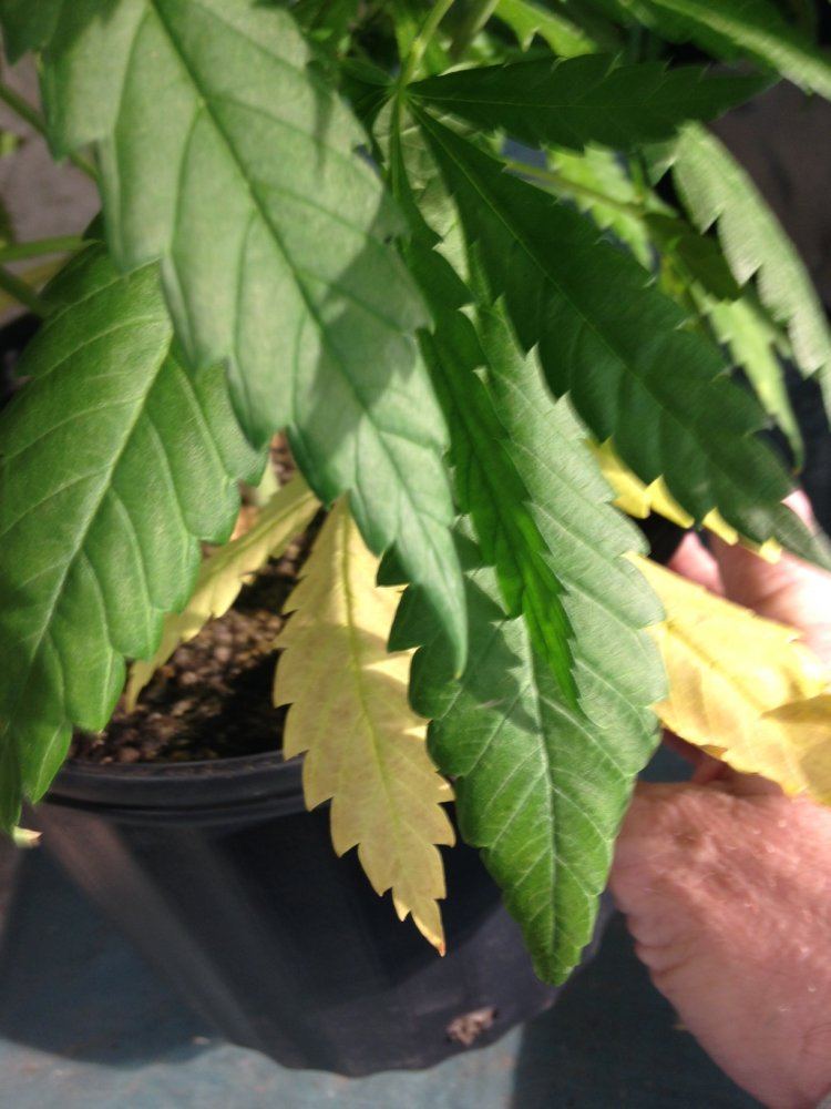 Issues with bottom leaves turning yellow 4